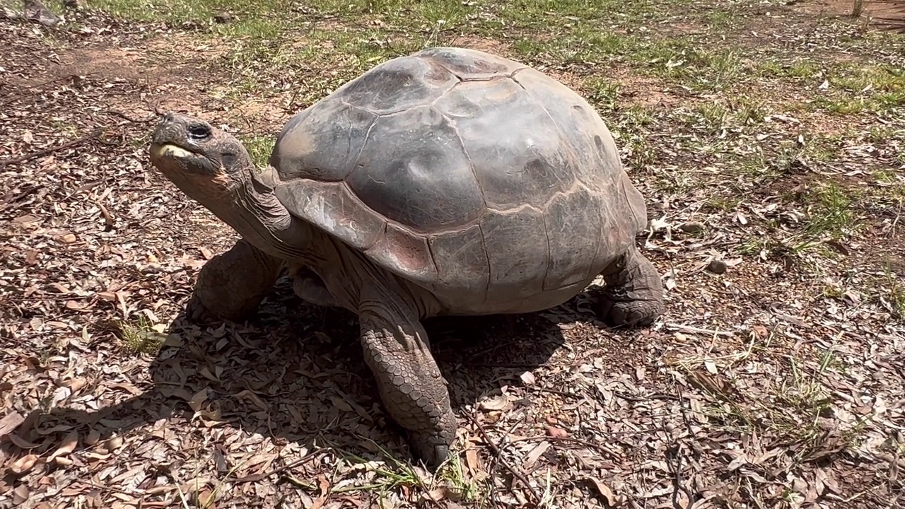 大型雌性Galápagos巨型龟全身视频下载