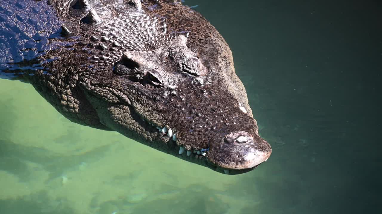 咸水鳄在浅水区游泳视频下载