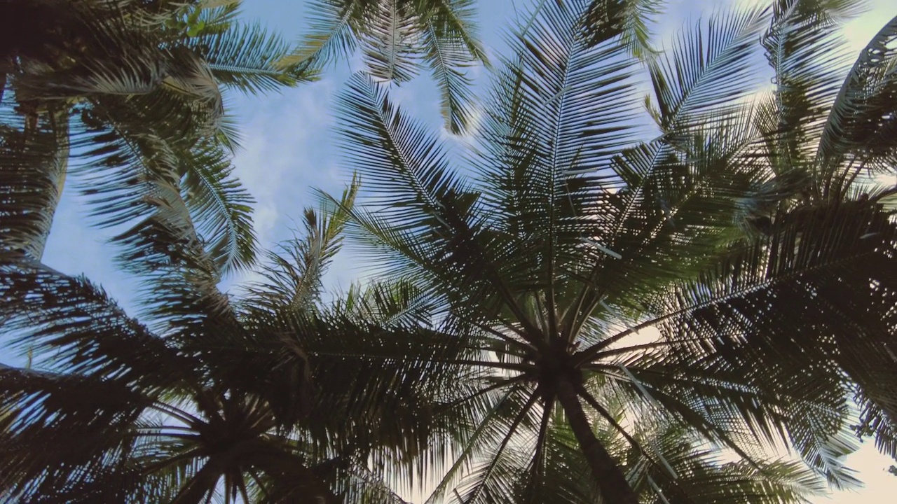 热带岛屿上棕榈树的低角度视图视频素材