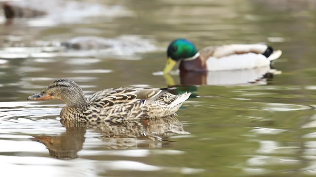 野鸭和一只公鸭在湖里游泳视频下载