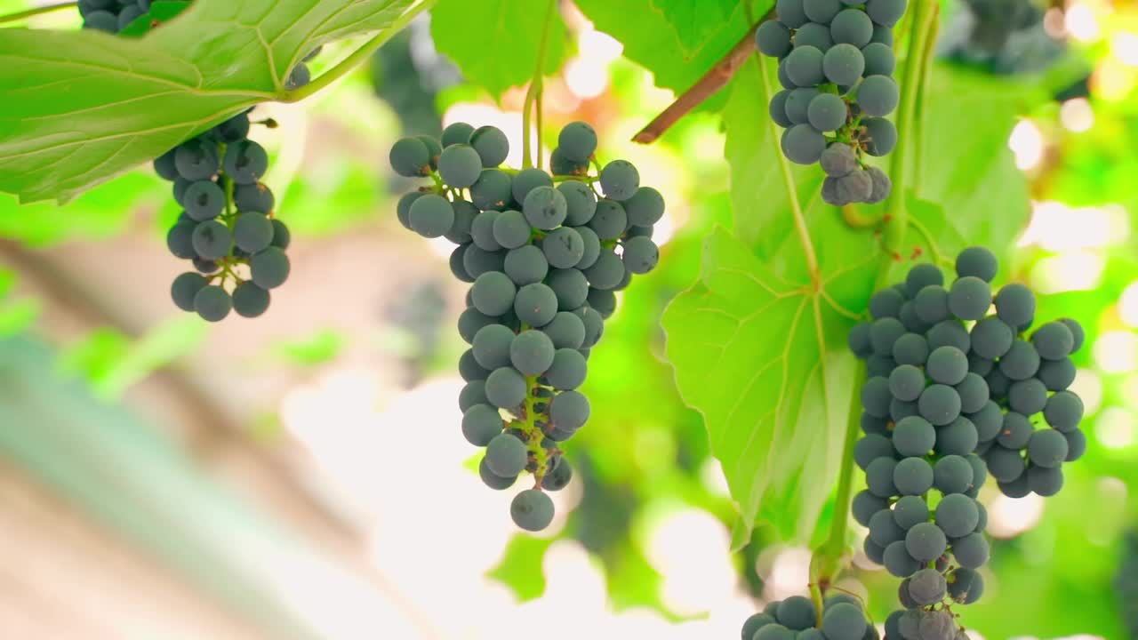 在模糊的背景上，硕果累累的葡萄与一串串蓝色葡萄的特写。平滑的摄像机移动视频素材