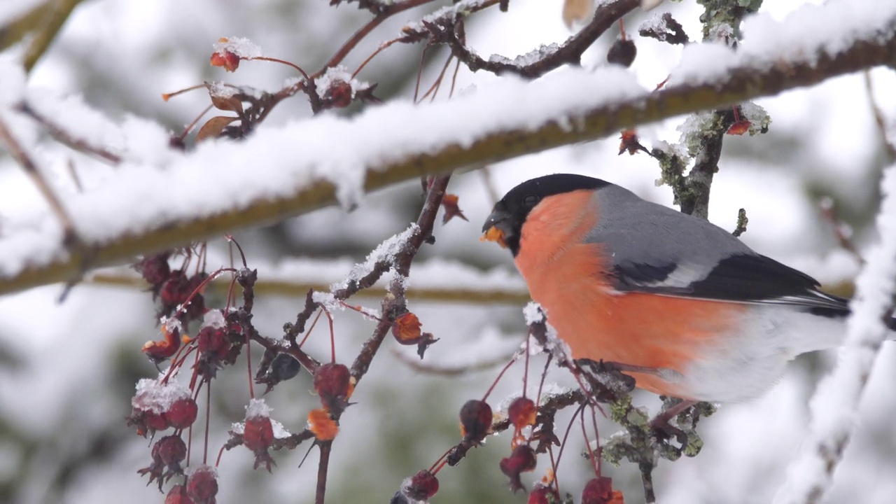 冬天栖息在灌木丛中的红腹灰雀(Pyrrhula Pyrrhula)视频素材