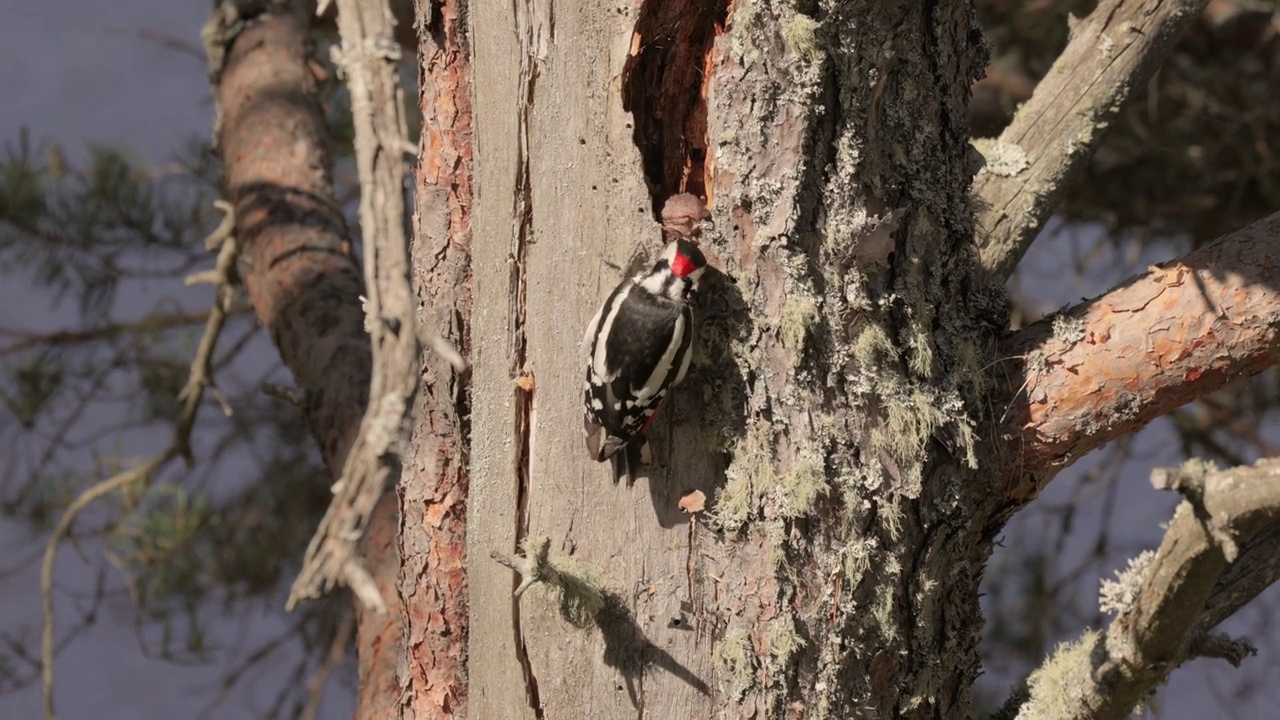 大斑点啄木鸟在树上寻找食物。大斑点啄木鸟(Dendrocopos major)是一种中等大小的啄木鸟，有黑白相间的羽毛，下腹有一块红色的斑块视频素材