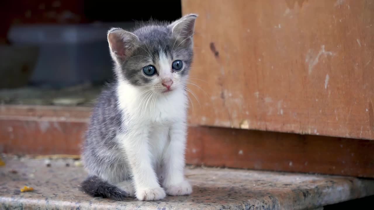 一只蓝眼睛的小猫视频下载