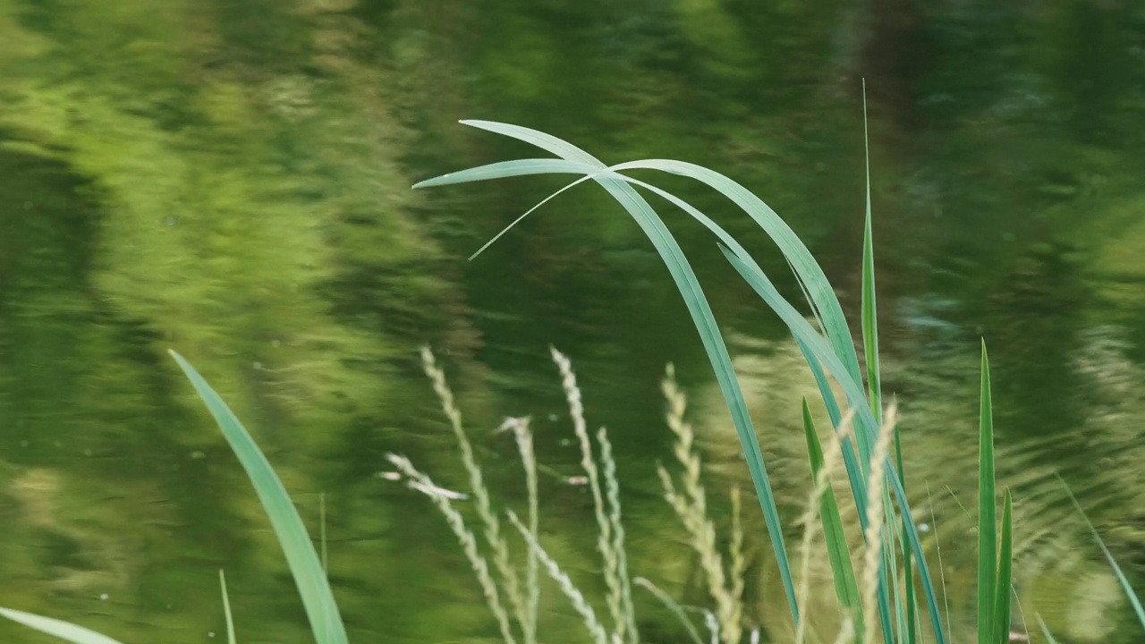绿草随风摇曳，绿水流淌，4k慢镜头。视频下载