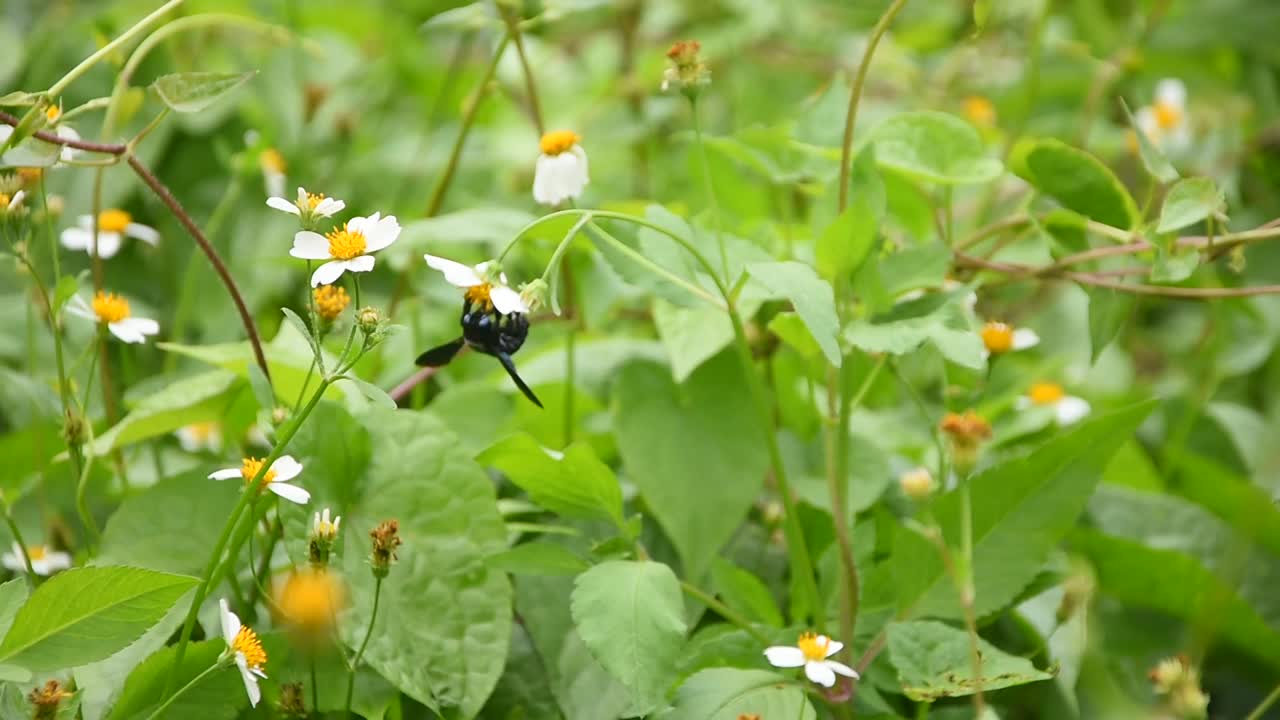 黑蜂也被称为木蜂，在树叶周围飞来飞去，吮吸盛开的花朵视频素材