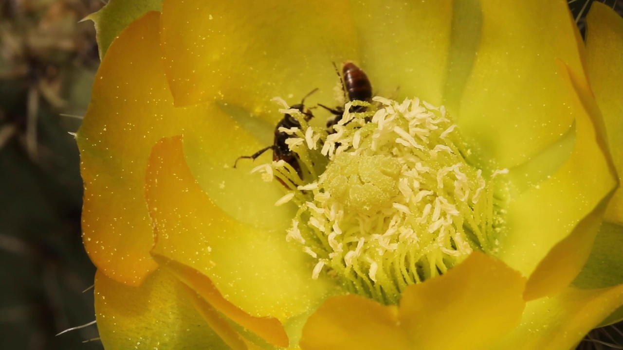 蜜蜂为仙人掌花授粉视频素材