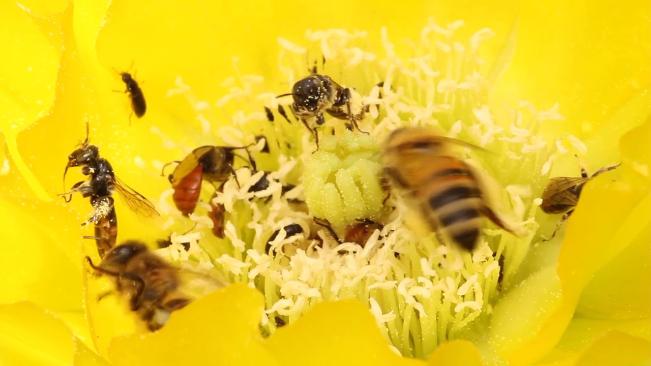 蜜蜂为仙人掌花授粉视频素材