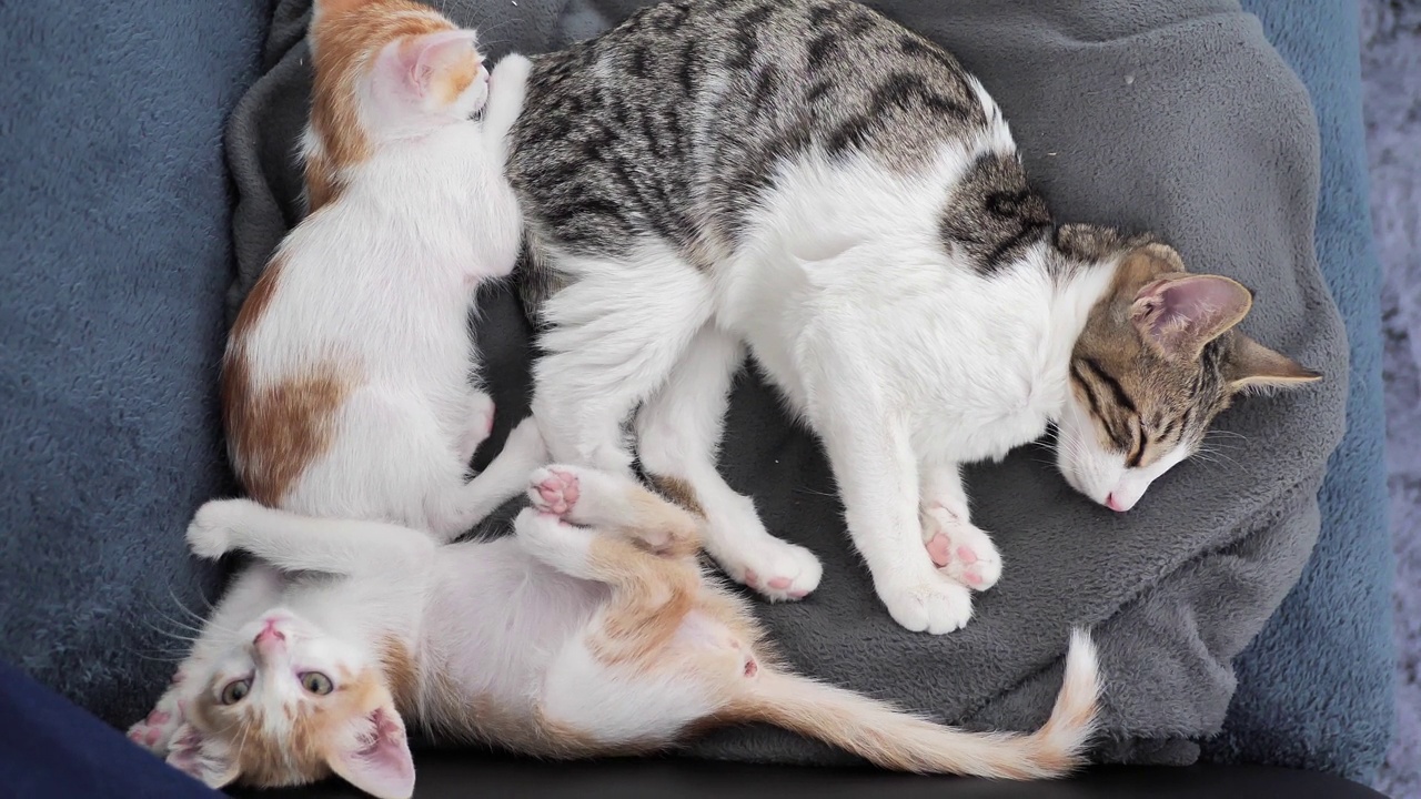 俯视图，一只虎斑猫和两个婴儿睡在柔软的灰色沙发上视频素材
