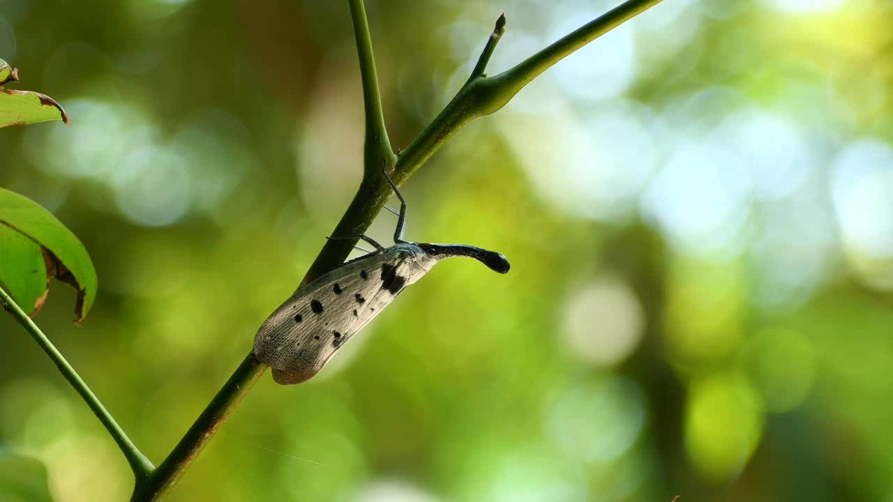 泰国和东南亚的稀有昆虫。视频下载