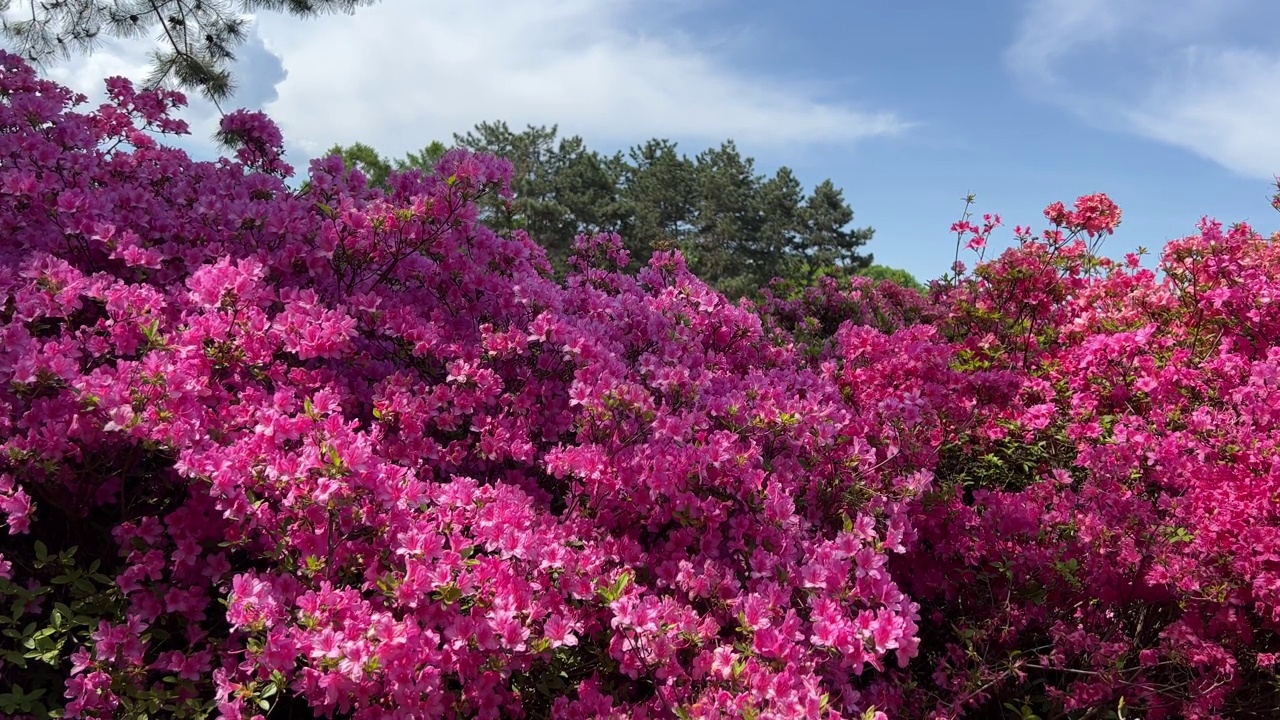 粉红色的花在公园的杜鹃花。视频下载
