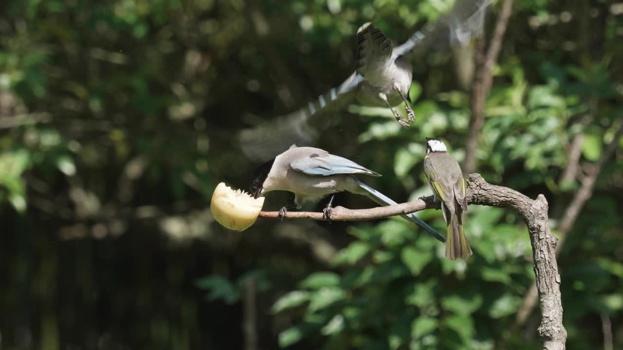 小鸟在树上争吃苹果，两只灰喜鹊和一只中国bulbula，慢镜头，有趣的动物飞行和战斗。视频素材