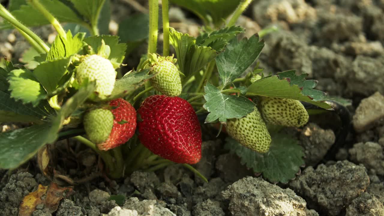 家庭花园里的一丛带浆果的草莓。贝瑞美味。美食博客。家庭园艺。特写慢镜头视频素材
