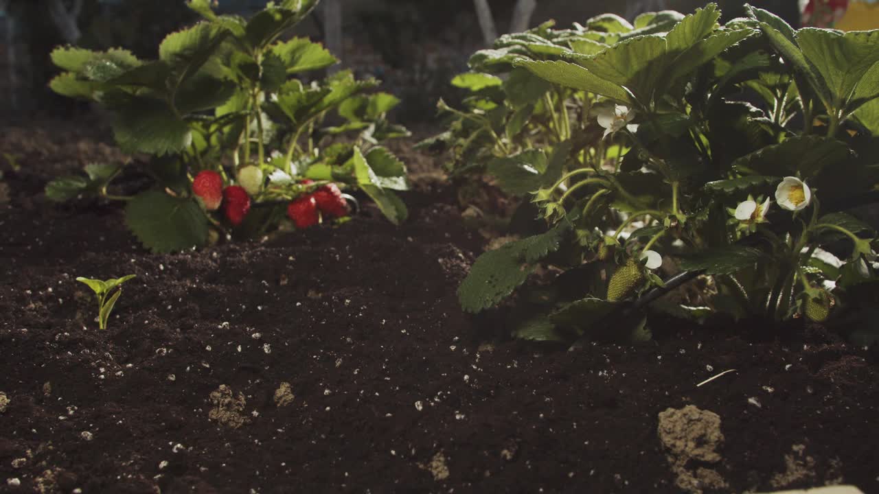 种植自制有机生态草莓。家庭花园里的一丛带浆果的草莓。贝瑞美味。家庭园艺。镜头移到草莓丛。特写慢镜头视频素材