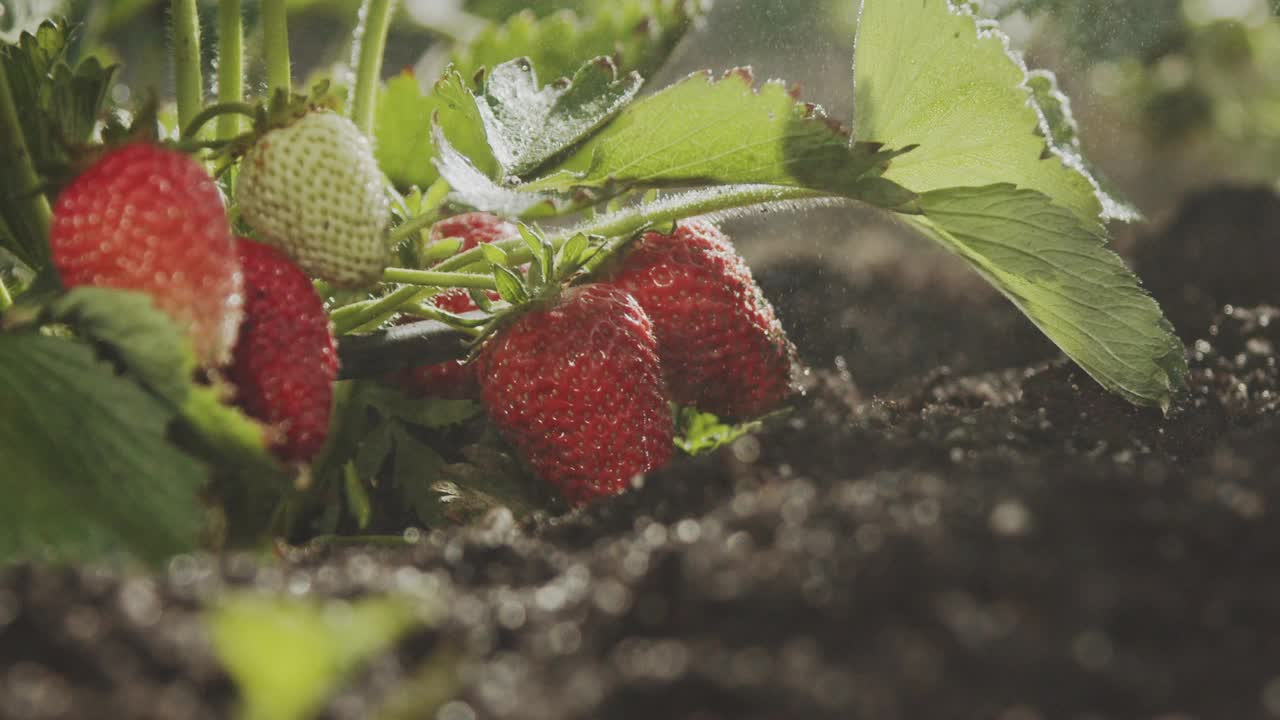 用花园里长满浆果的草莓丛的水灌溉。家庭园艺。科学有机农业。特写慢镜头视频素材