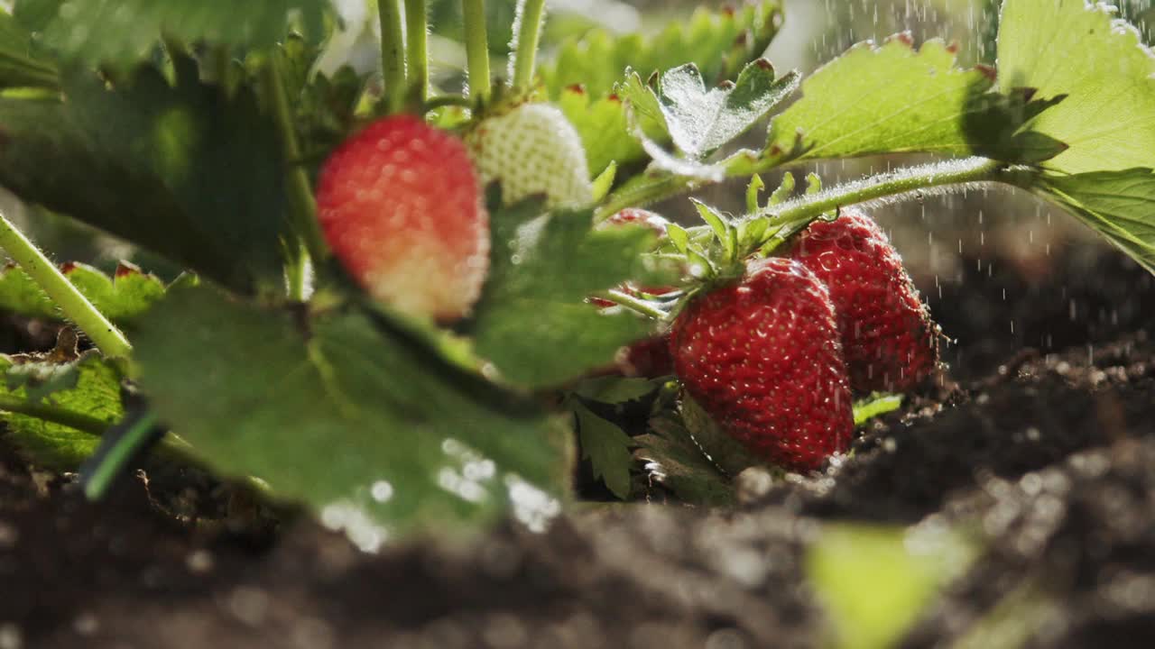 近景慢镜头，向花园里长满浆果的草莓丛浇水。家庭园艺视频素材