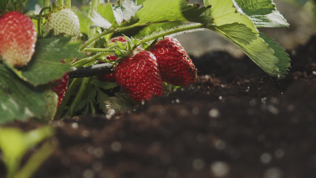 花园中草莓丛的慢动作。家庭园艺视频素材