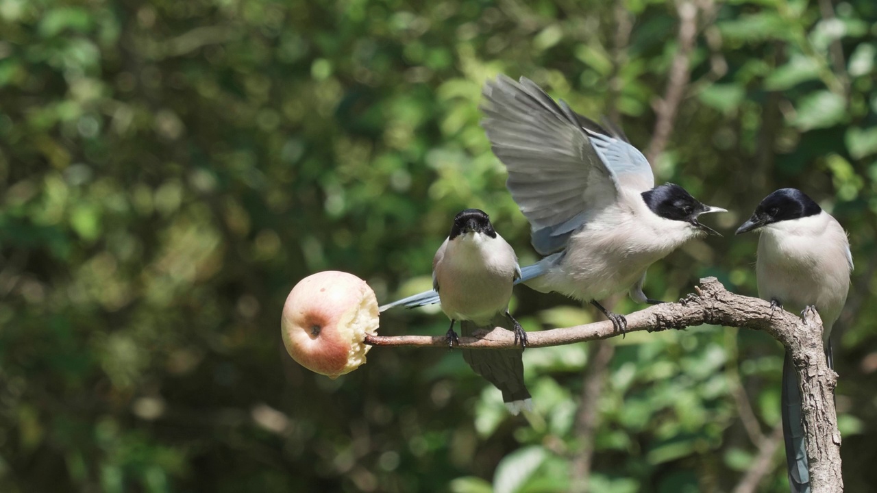 小鸟在树上争吃苹果，许多灰喜鹊在树枝上飞咬，4k慢动作镜头，有趣的动物飞打。视频素材
