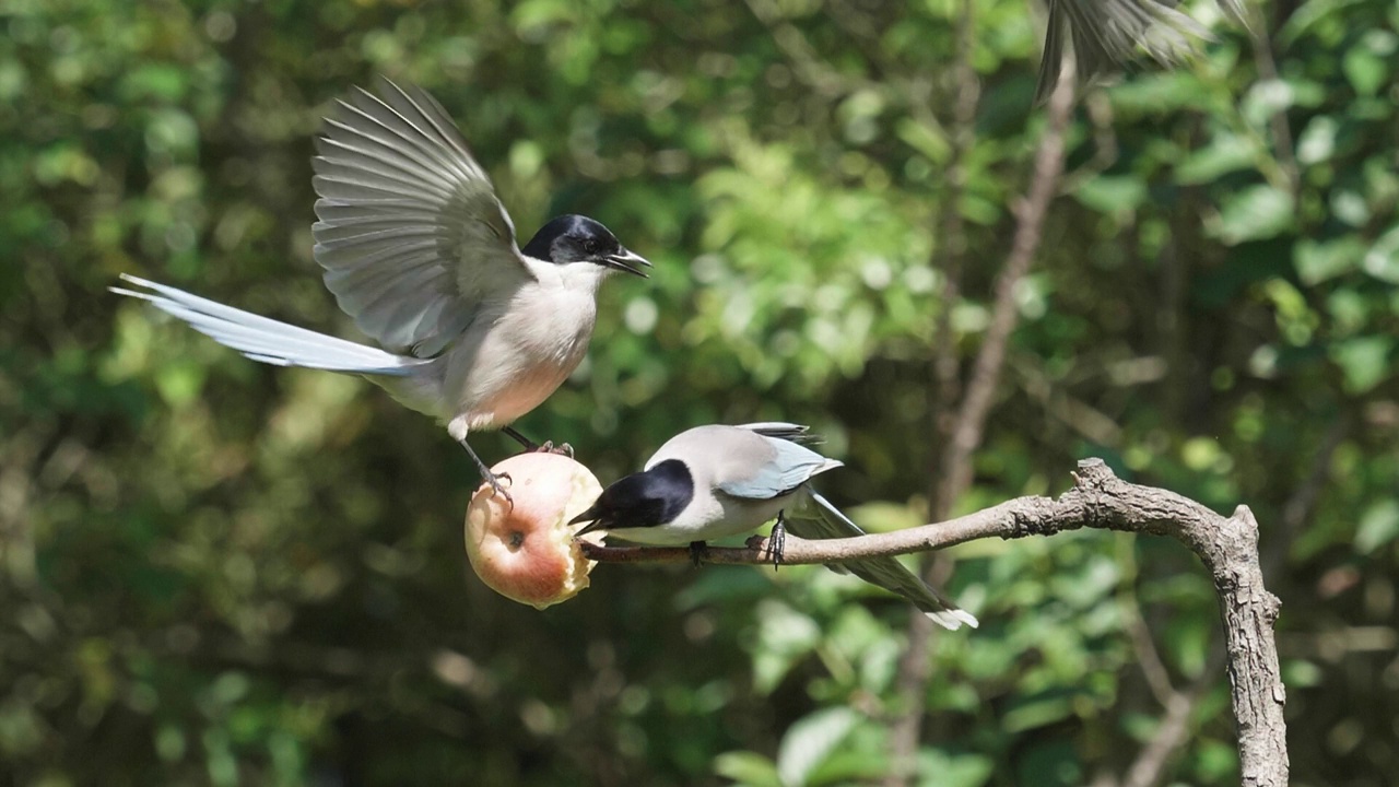 小鸟在树上争抢苹果，许多灰喜鹊在树枝上飞来飞去咬来咬去，慢动作镜头，有趣的动物飞来飞去打架。视频素材
