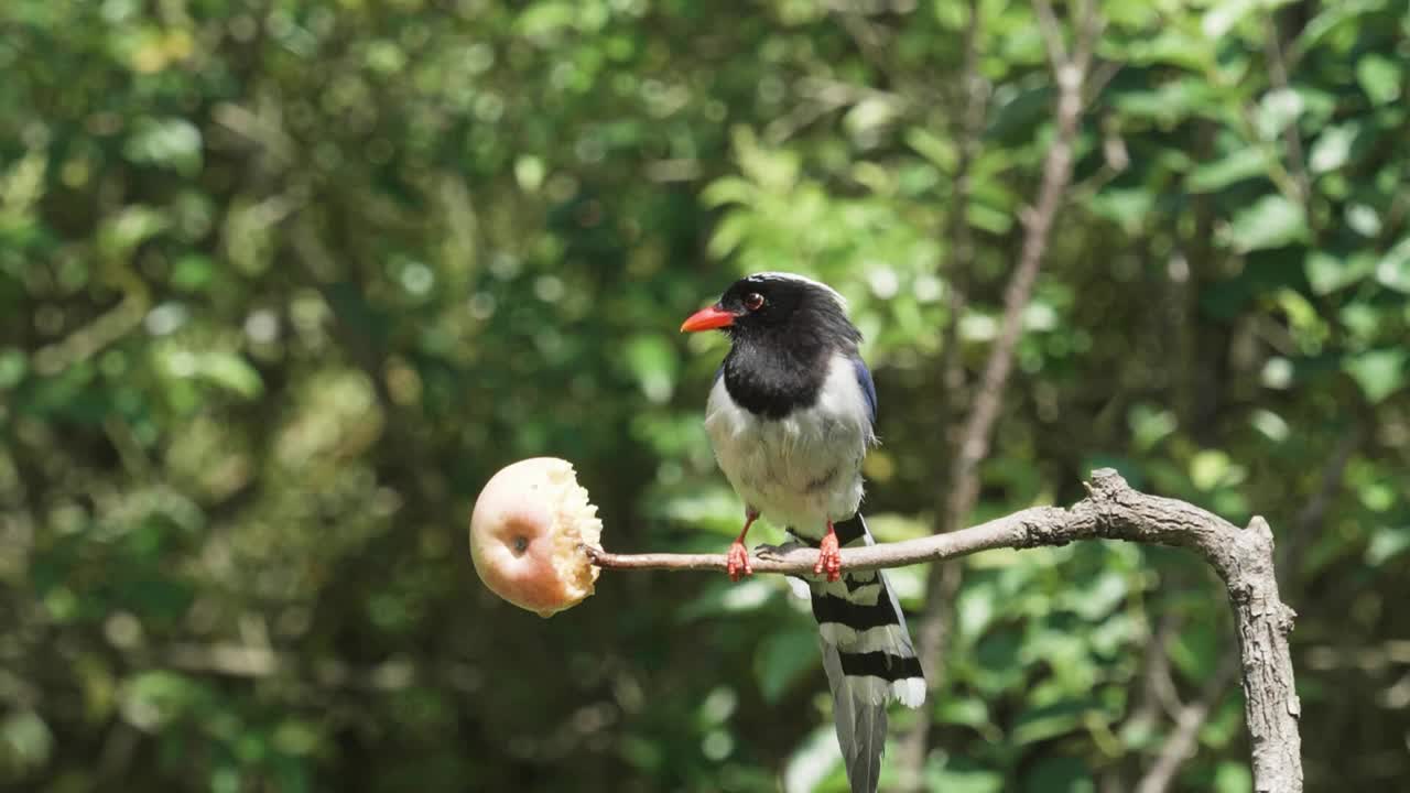 鸟吃树上的苹果，红嘴蓝喜鹊，红嘴鸟，近距离观看慢镜头。视频素材