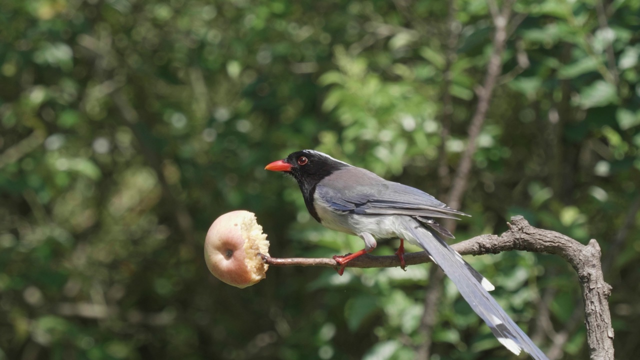 鸟在树上吃苹果，红嘴蓝喜鹊，红嘴喜鹊，近距离观看4k慢动作镜头。视频下载