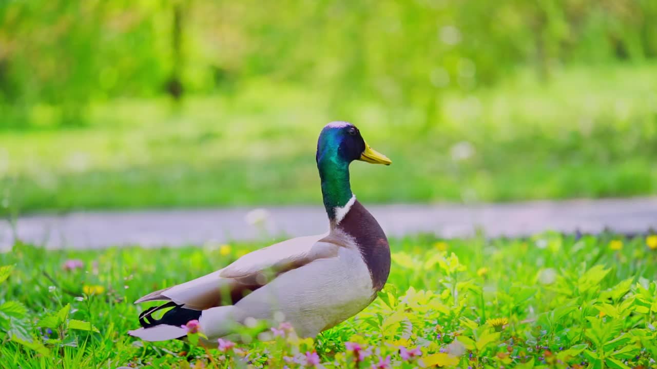 公绿头鸭站在公园的草地上视频素材