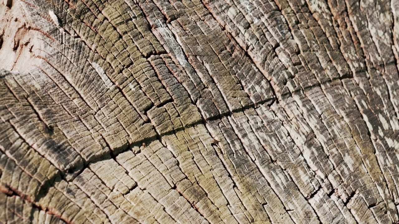 被砍倒的树桩有裂纹的纹理视频素材