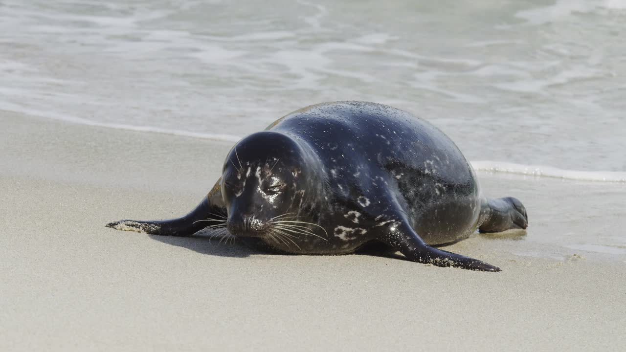 海滩上的斑海豹慢镜头视频下载