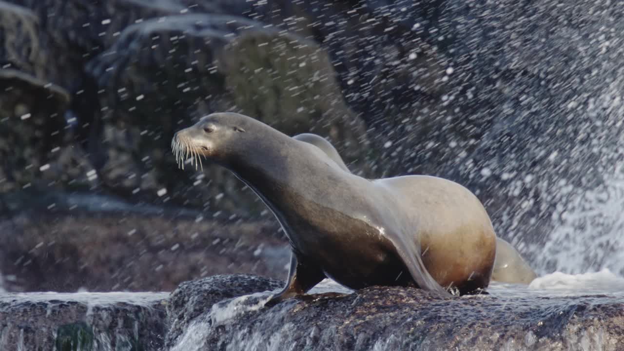 海狮跳入水中视频下载