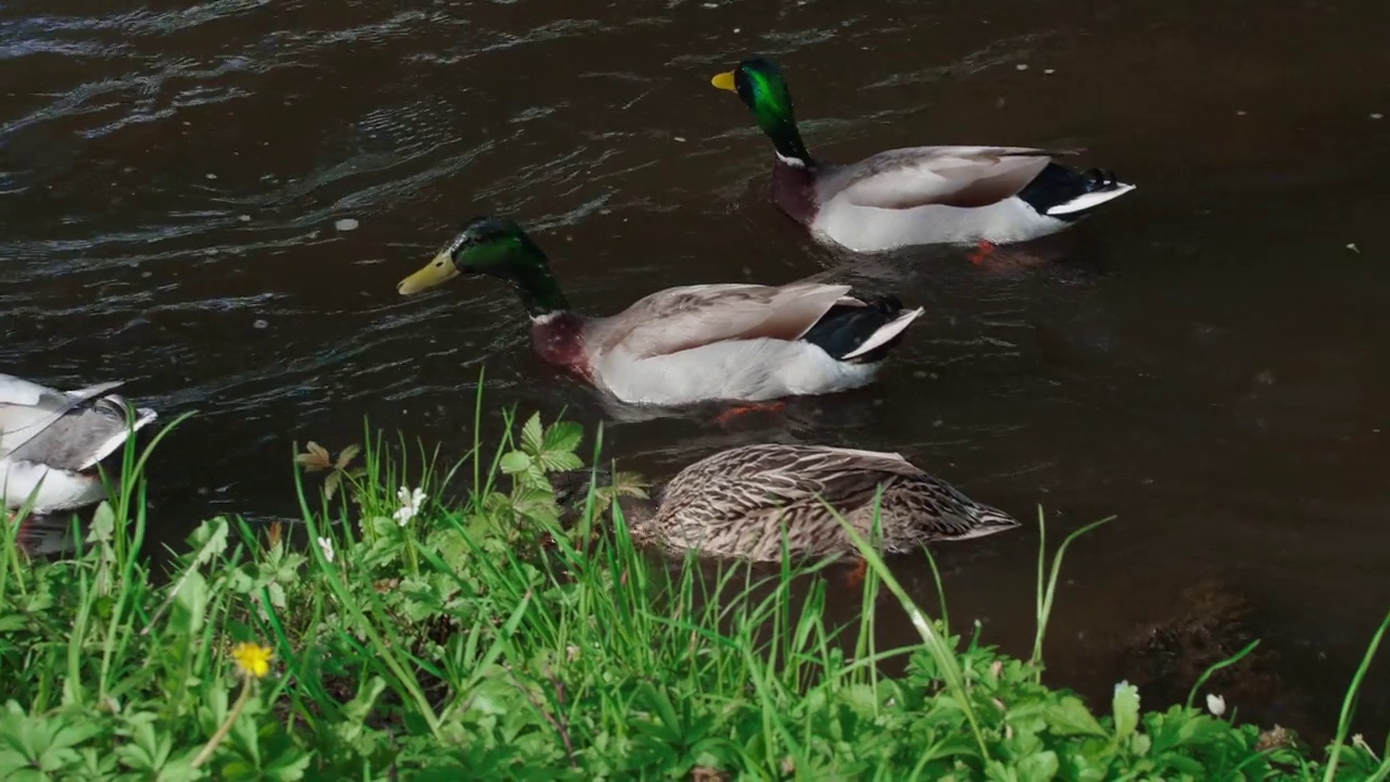 一群绿头鸭在绿色的水中游泳视频素材