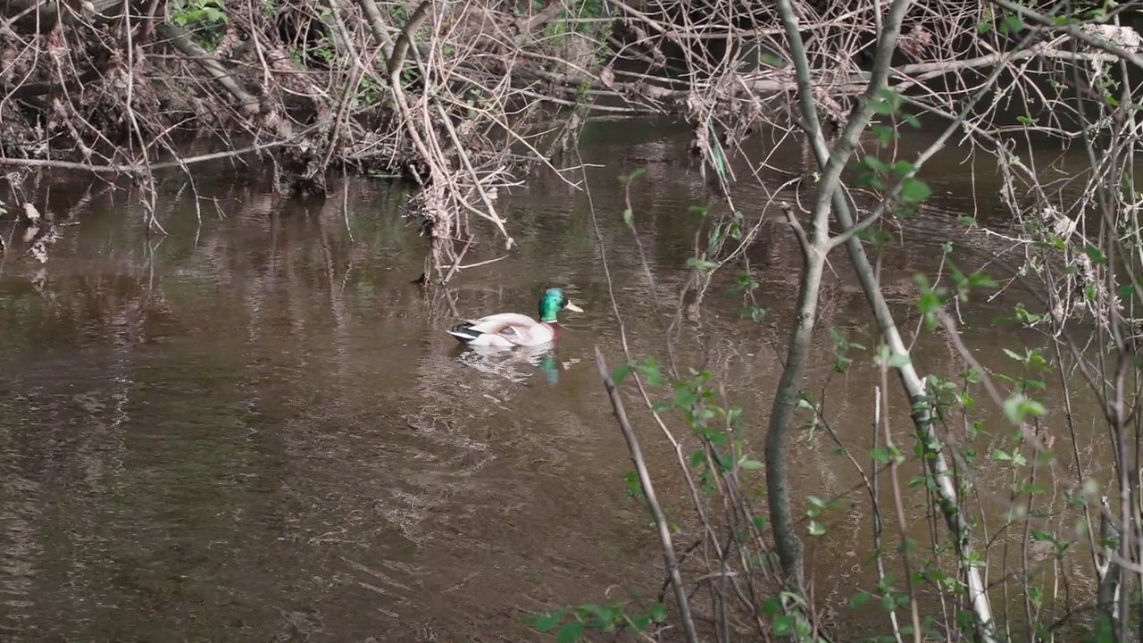 绿头鸭独自在绿色的湖水中游泳视频素材