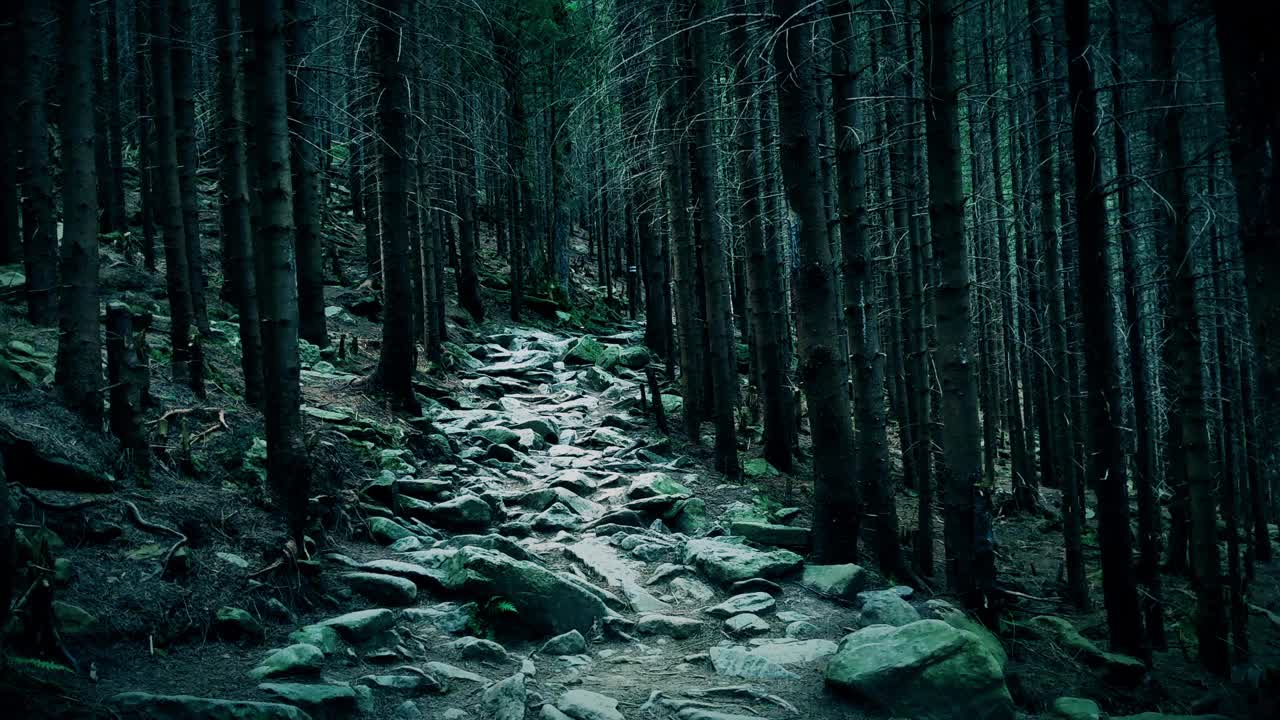 密密的、不祥的、黑暗的森林里布满岩石的小路上，摄像机慢慢地前进视频素材