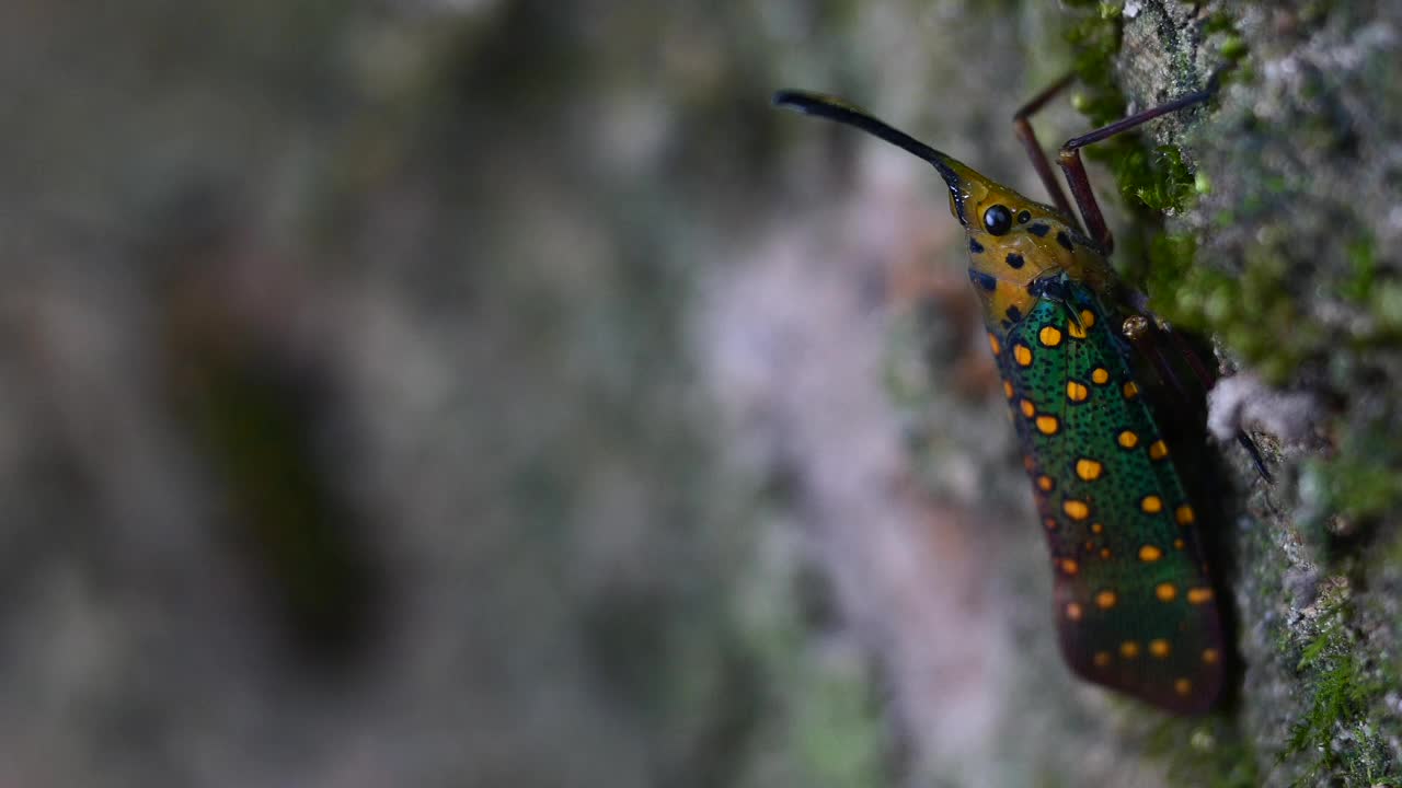 泰国和东南亚的稀有昆虫灯笼蝇。视频下载