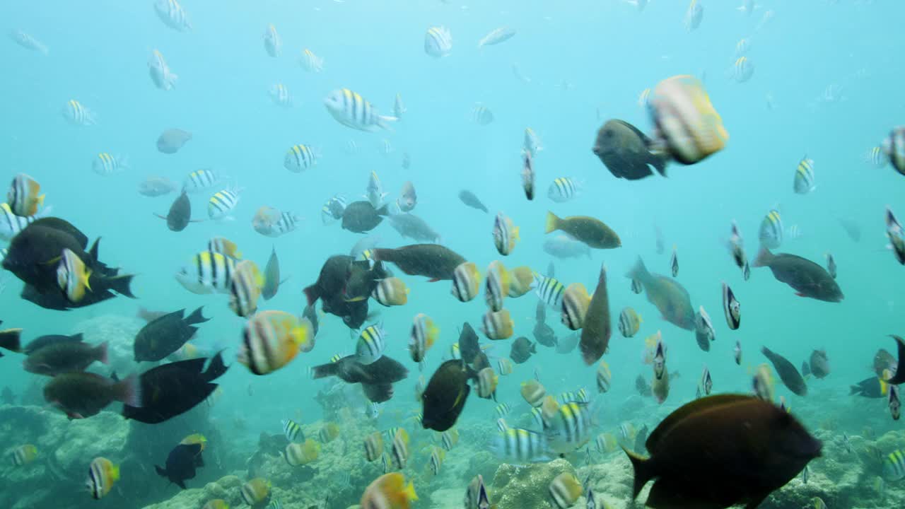 色彩斑斓的鱼群视频下载