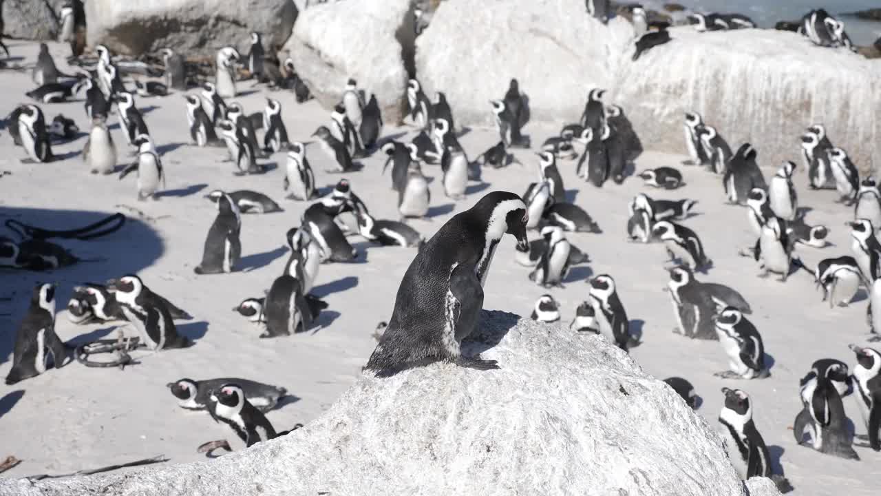 在开普敦博尔德斯海滩拍摄的野生非洲企鹅的4K镜头视频下载
