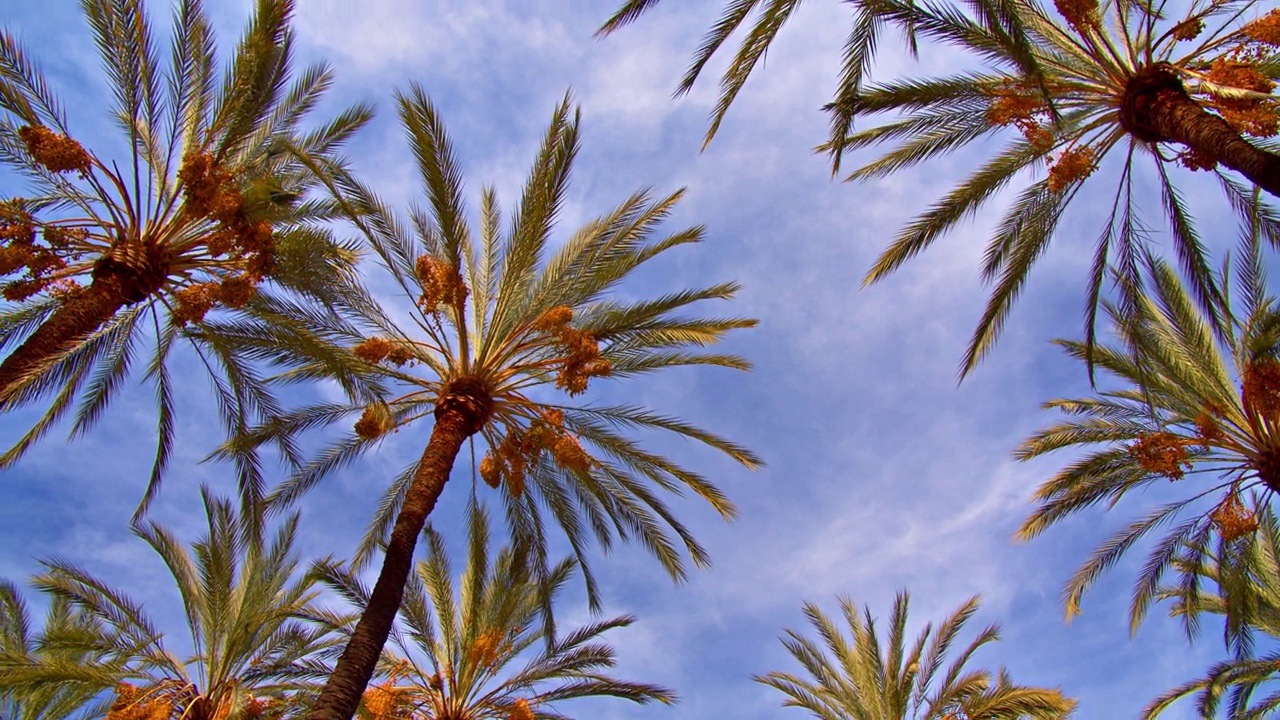 天空中的棕榈树视频素材