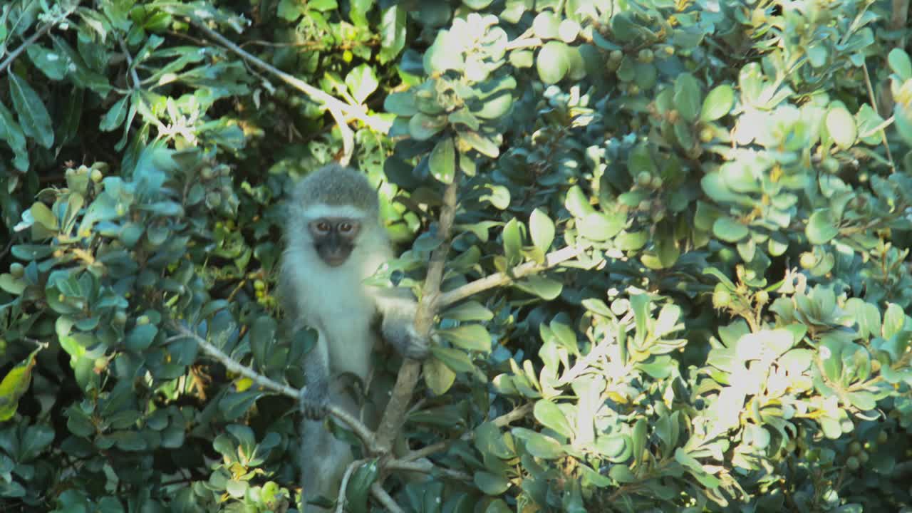 南非的野生猴子视频下载