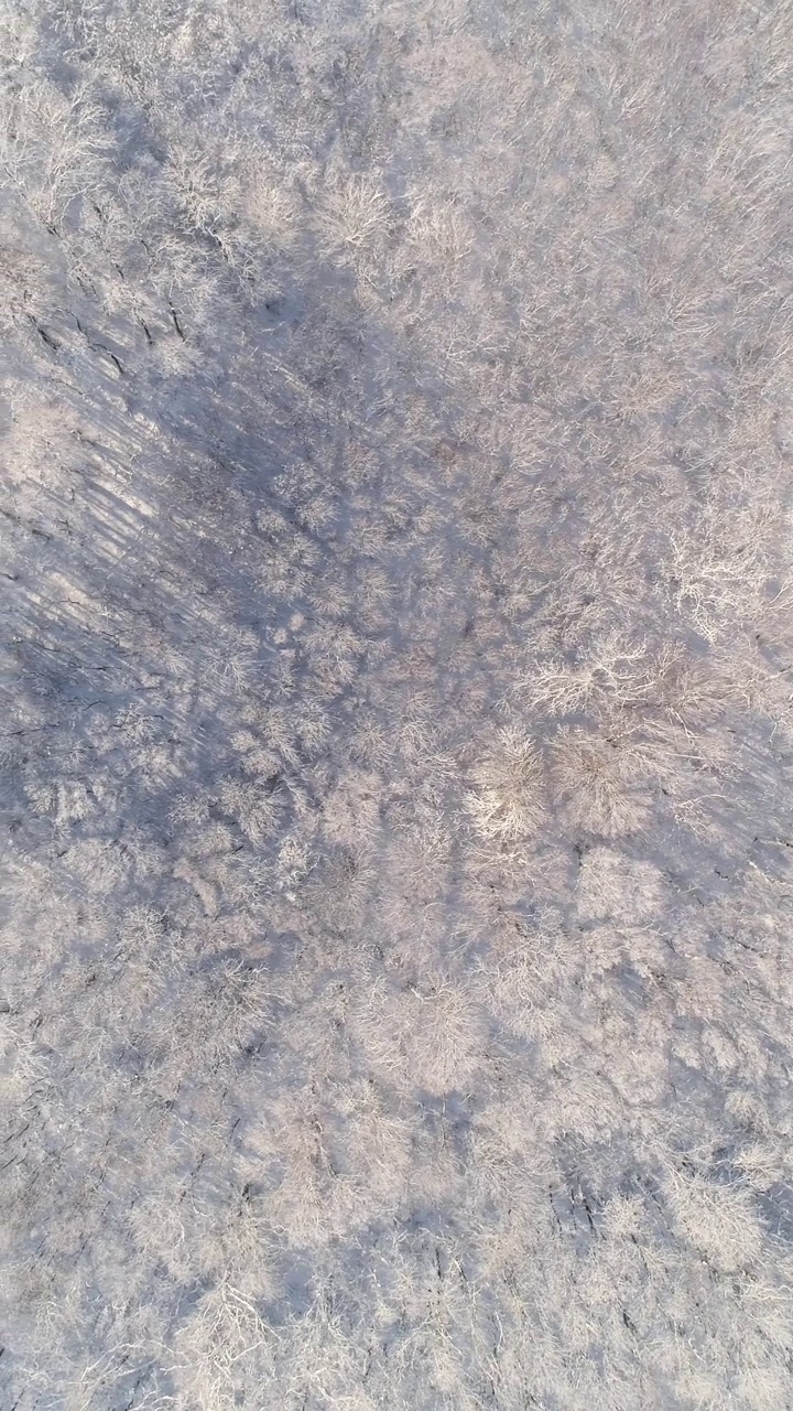 鸟瞰被雪覆盖的冬季森林视频下载