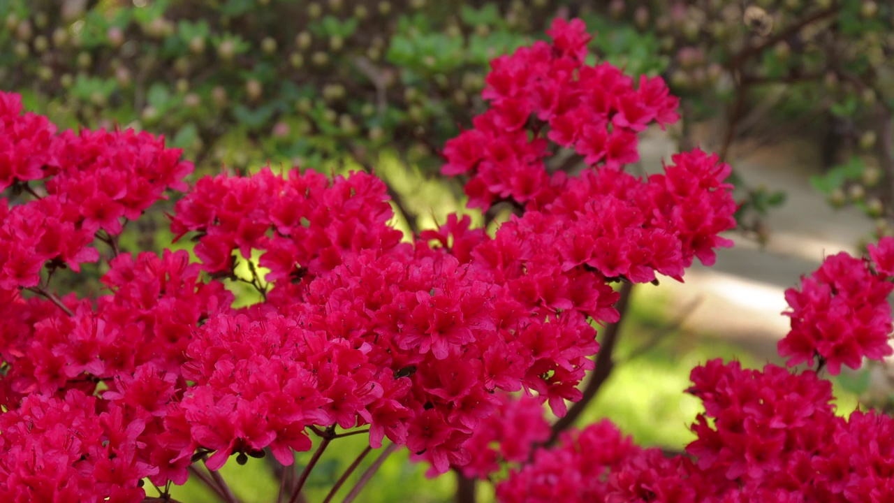 花园里长着一丛盛开着粉红色花朵的杜鹃花。日本杜鹃花(杜鹃花)-日本深红视频下载