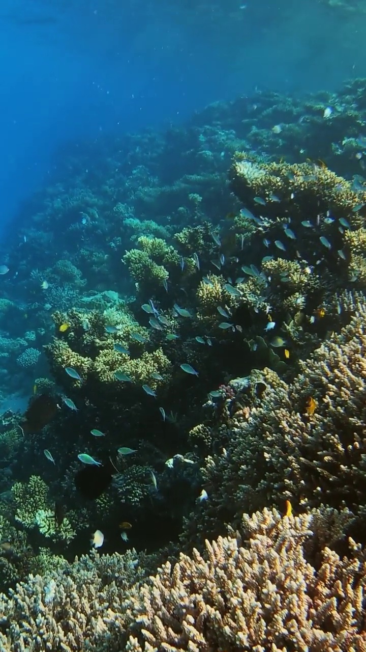 许多鱼在埃及红海的珊瑚间游泳视频素材