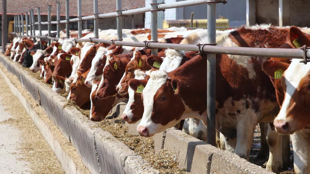 奶牛场西门塔尔牛，在农场喂牛视频素材