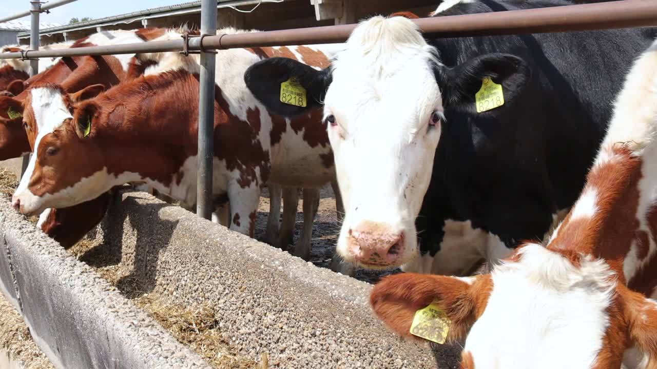 奶牛场西门塔尔牛，在农场喂牛视频素材