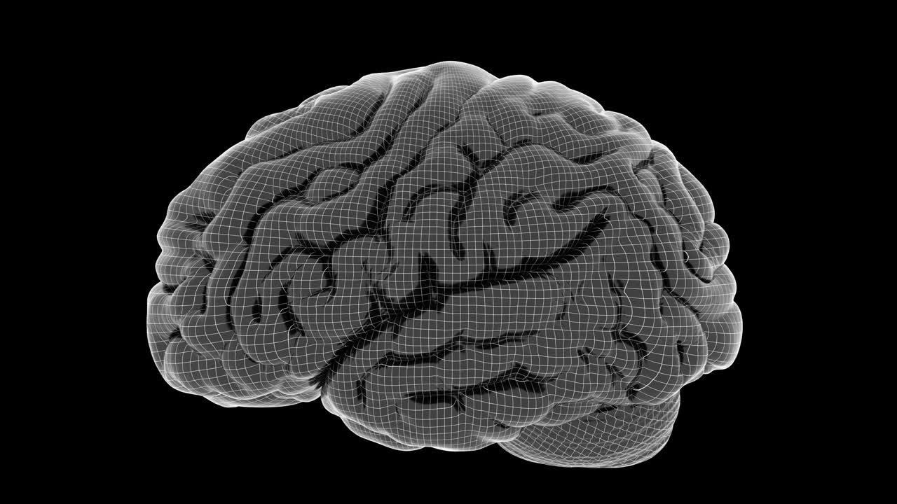 大脑1012:一个线框人脑旋转。视频下载