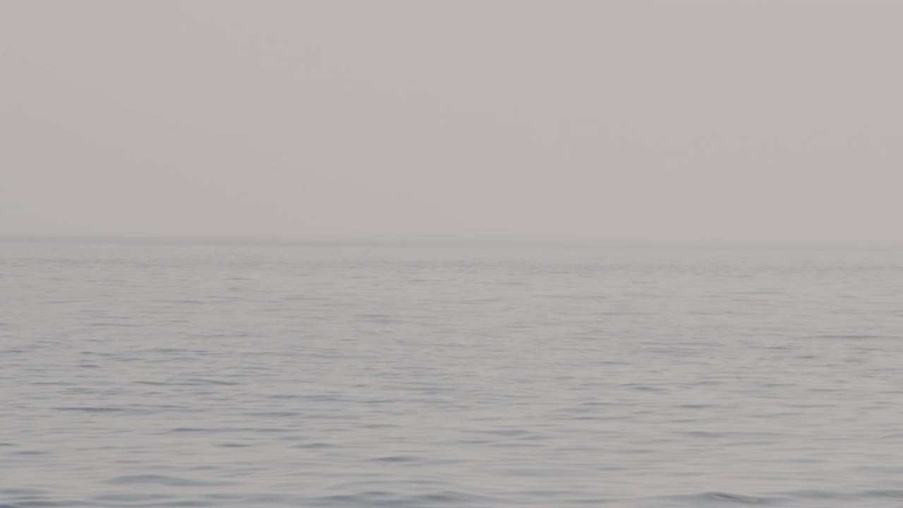 座头鲸潜水视频下载