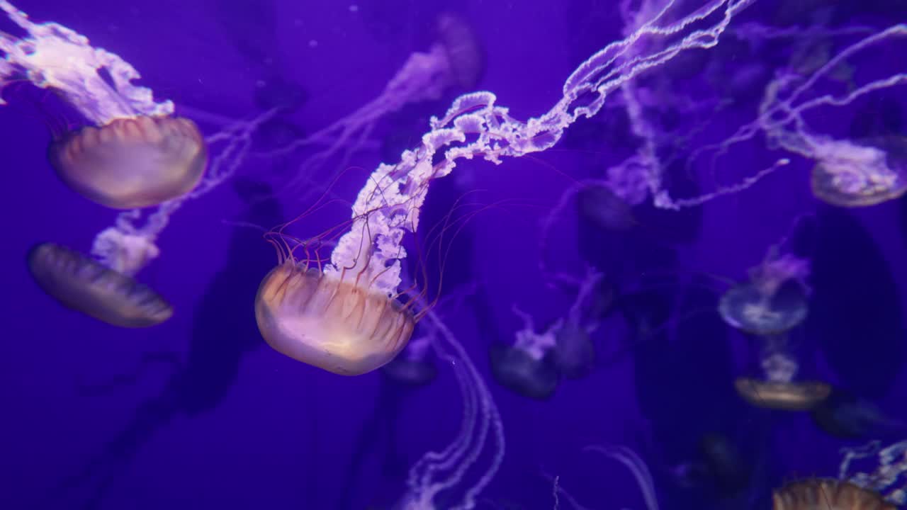 水母游进深蓝色大海的4K视频视频下载