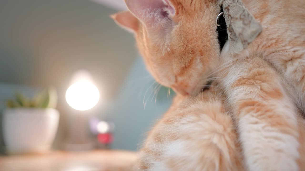 可爱的姜色猫视频素材