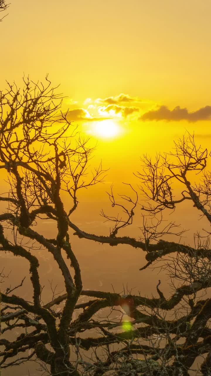 老树光秃秃的树枝在夕阳的背景下视频素材