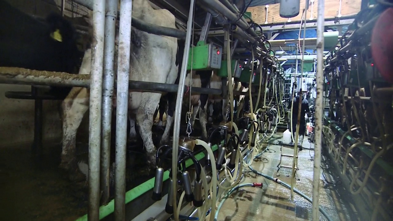 牛奶场的奶牛正在挤奶视频素材