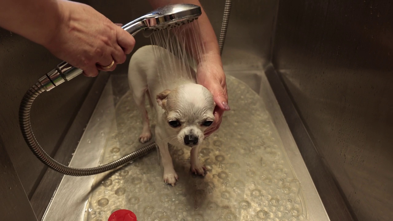 美容师给吉娃娃狗洗澡。吉娃娃在沙龙的专用浴室里洗澡视频下载