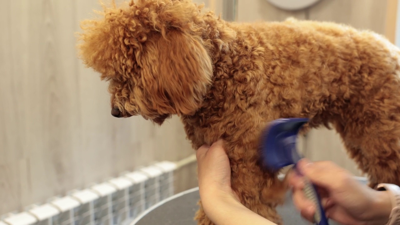 美容师在美容院为红贵宾犬梳理毛发视频下载